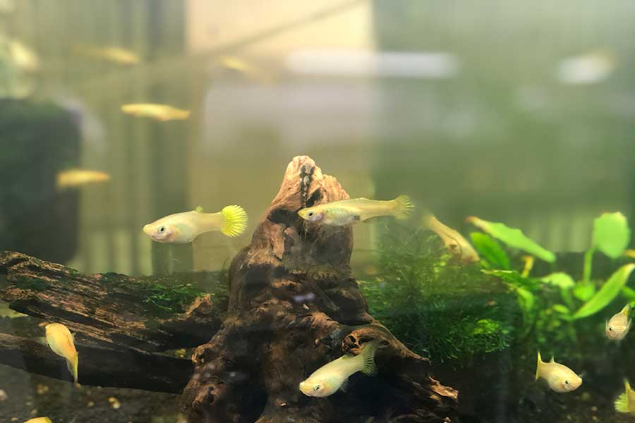 Guppy Fish needs less filtration