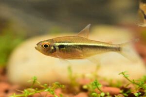 Tetra-the best aquarium fish