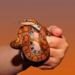 Essential steps you should take before buying a pet snake