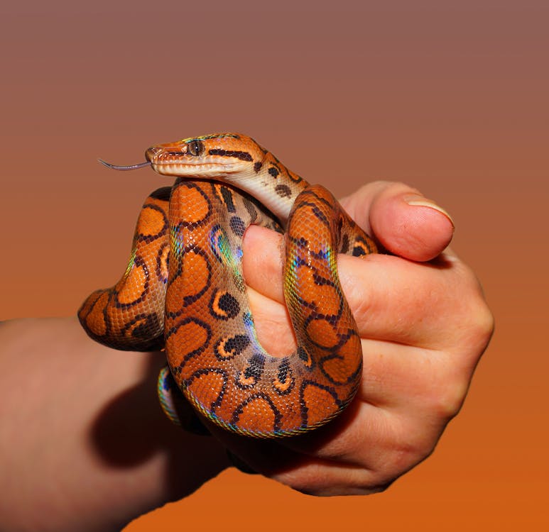 Essential steps you should take before buying a pet snake